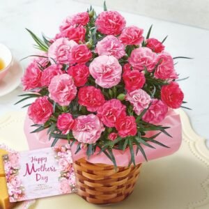 【母の日ギフト】 ベルーナ 母の日 カーネーション 5号鉢 (メッセージカード付き/さくらもなか) 鉢植え 花 ギフト プレゼント 【2026年05月06日(水) - 05月10日(日)】お届け